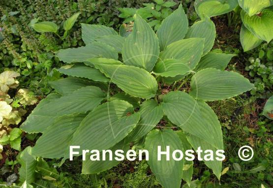 Hosta Love Song